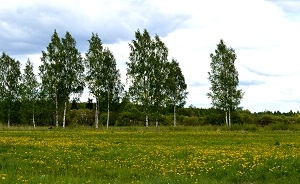 lauksaimniecība_meži