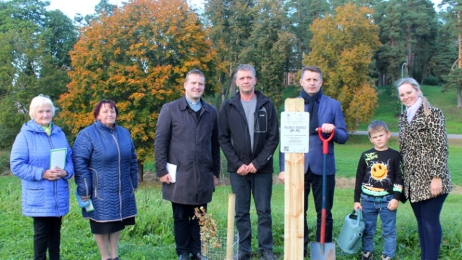 Balvu novadā turpmāk zels četri Glika ozoli