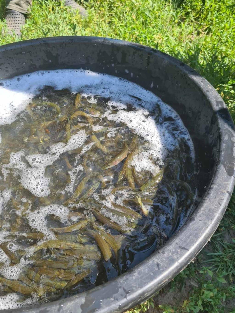 Pavairoti līdaku mazuļi divos Balvu novada ezeros