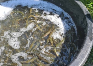 Pavairoti līdaku mazuļi divos Balvu novada ezeros