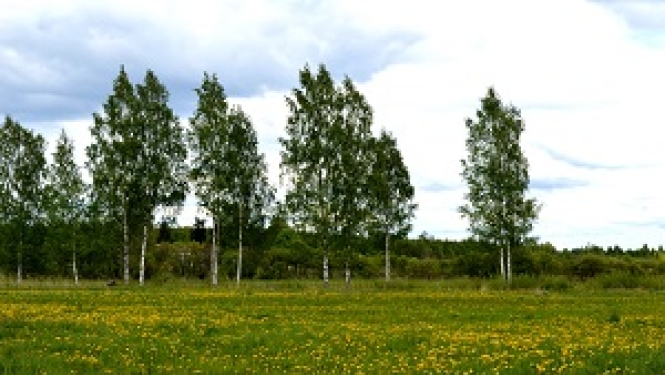 lauksaimniecība_meži