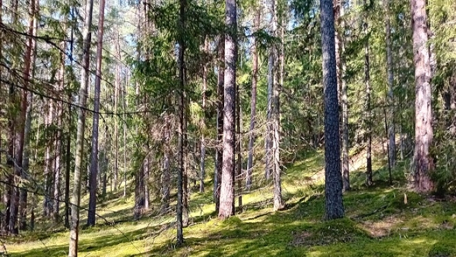 Dabas liegumā “Posolnīca” (Balvu novada Žīguru pagastā) atjauno Latvijā reto osu mežu 