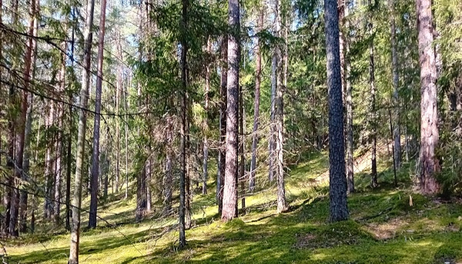 Dabas liegumā “Posolnīca” (Balvu novada Žīguru pagastā) atjauno Latvijā reto osu mežu 